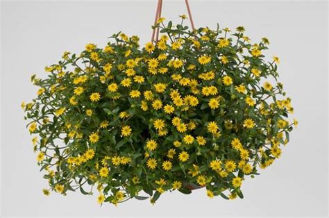 Санвиталия – посадка и уход в открытом грунте, фото сортов