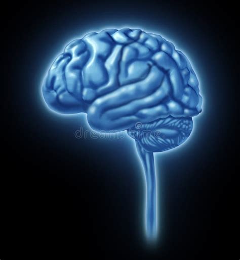 Le Lobe De Cerveau Sectionne Des Divisions De Neurologique Mental