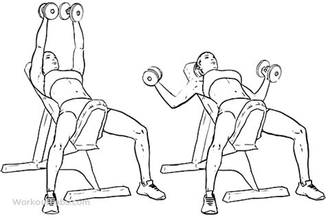 Incline Bench Dumbbell Flyes Workoutlabs