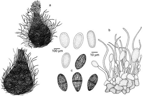 Lasiodiplodia Theobromae Atlas Of Clinical Fungi