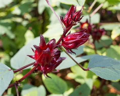 50 Roselle Seeds Hibiscus Sabdariffa Rosella Red Jamaican Sorrel