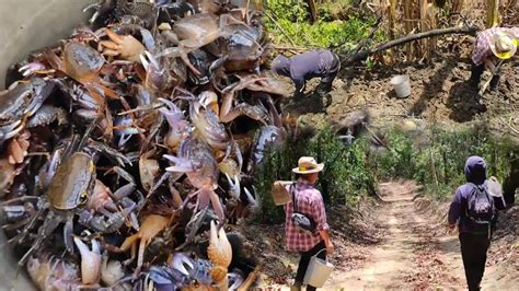 Crab Hunttangkhul Village Lifetraditional Way Youtube