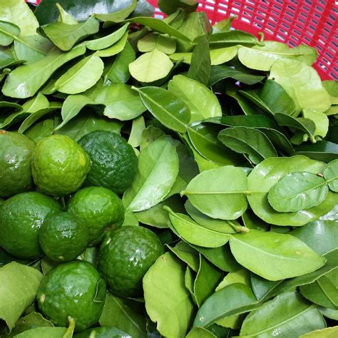 Where to buy kaffir lime leaves