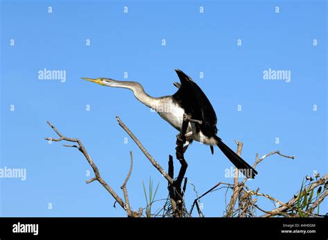 Darter Anhinga Melanogaster Kakadu Np Northern Territory Australia