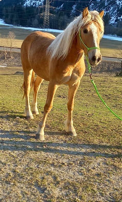 Ronja Räubertochter Haflinger Stute 2020 Fuchs Pferd Austria