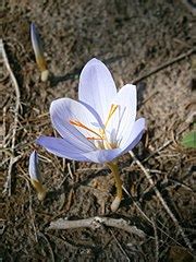 categorycrocus pulchellus wikimedia commons