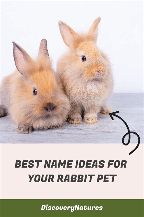 Cute Rabbit Names Best Name Ideas For Your Rabbit Artofit