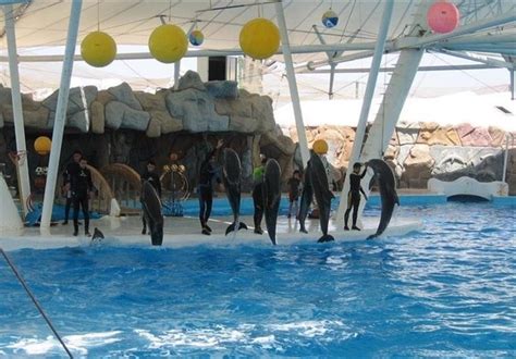 The Dolphin Park On Kish Island Tourism News Tasnim News Agency