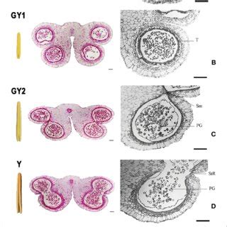 Anatomical structure of the anther at five developmental stages in ...