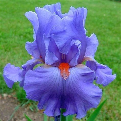 Iris Bulbs For Planting Bulk Iris Plants For Sale Iris Roots For Planting Iris Bulbs Are Highly