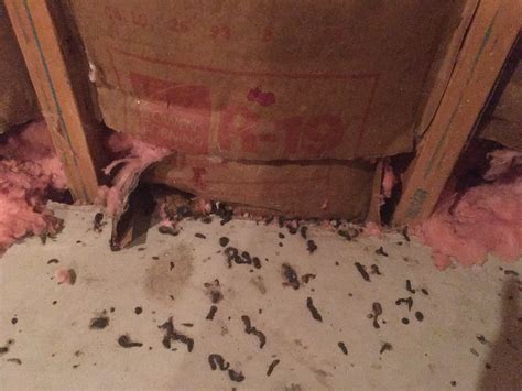 Are these droppings from mice, rats, or something bigger?? : r/pestcontrol