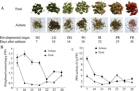 The Polyphenol Content And Ppo Activity In Flesh And Achene At