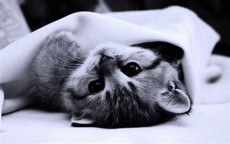 Эстетичные котики - 68 фото