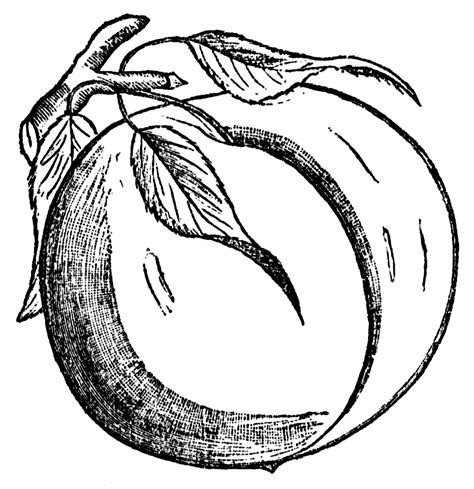 Vintage Snips and Clips: Peach Clipart in Black and White