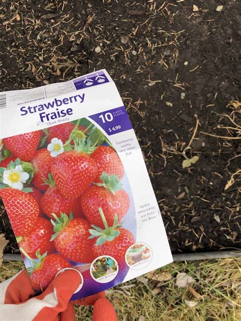 Commercial Strawberry Plant Spacing at Virginia Travis blog