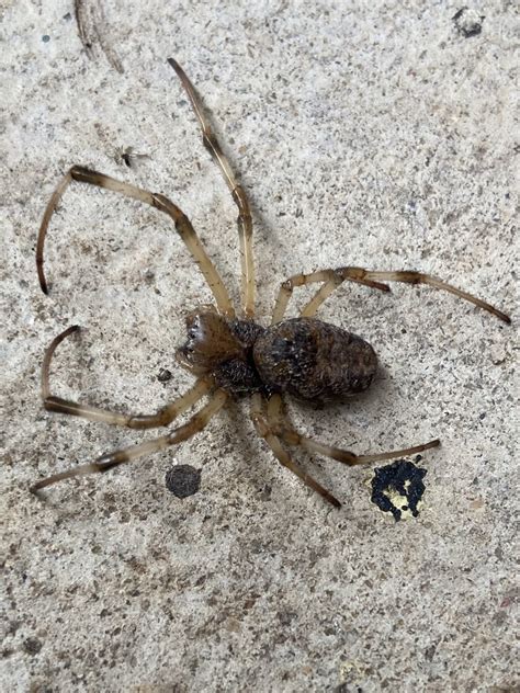 African Hermit Spider From Rua Ant Nio Perini Santa Teresa Es Br On