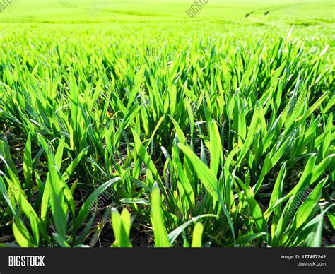 Wild Green Grass Field Image And Photo Free Trial Bigstock