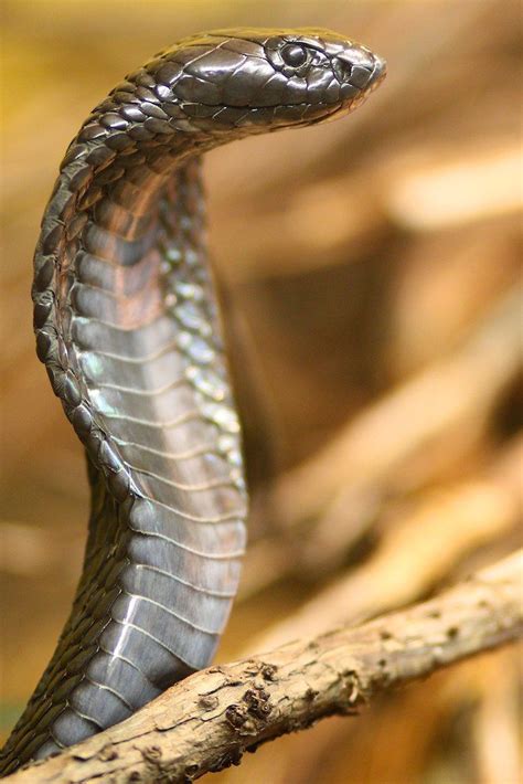 Egyptian Cobra Naja Haje It Has Large Fangs Producing Large