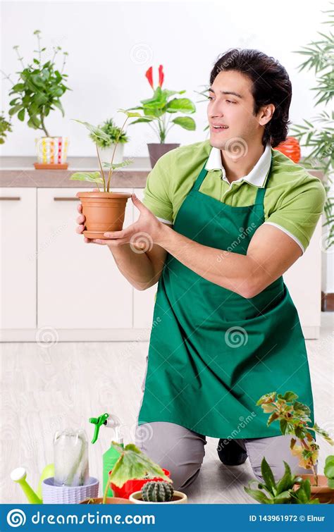 O Jardineiro Masculino Novo Plantas Dentro Foto De Stock Imagem