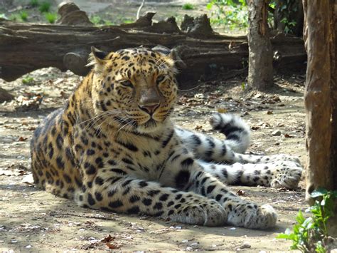 Fileleopardo Dellamur Panthera Pardus Orientalis