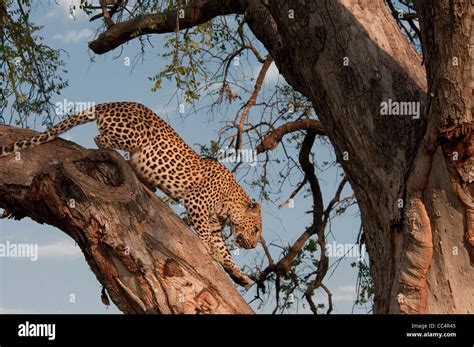 Africa Botswana Tuba Tree Leopard Climbing Down Tree Panthera Pardus