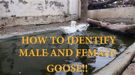 How To Identify Male And Female Gooseducks Gendergoose For Sale In India The Living Colors