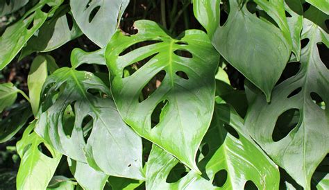 Image Philodendron Swiss Cheese Plant Pictures Flowers Plants