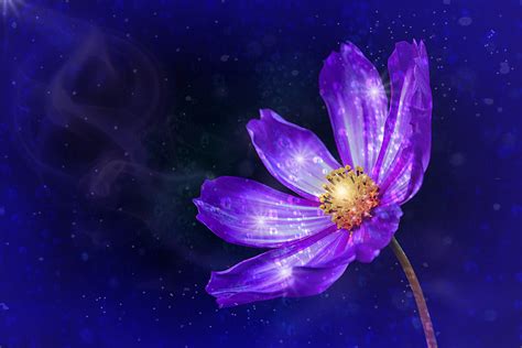 Цветы космос - фото и картинки: 57 штук