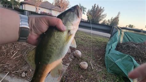 After Work Cape Coral Canal Fishing – Bass Manager | The Best Bass ...