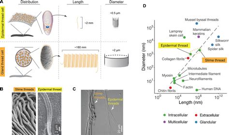 Figures And Data In Epidermal Threads Reveal The Origin Of Hagfish