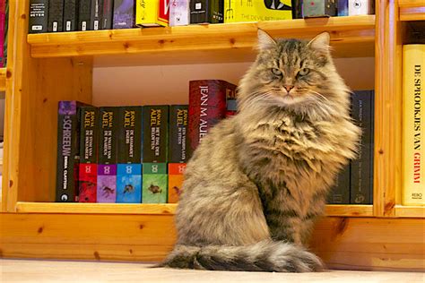 Library Cats Are The Best Heres Why Theyre So Special Petful