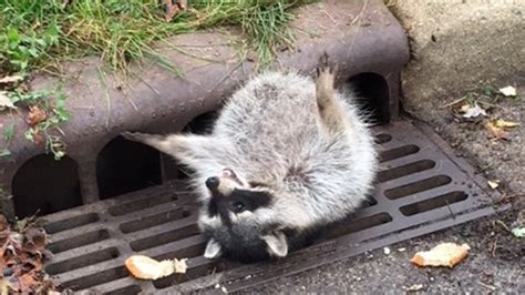 Chubby raccoon rescued from Zion sewer grate - 6abc Philadelphia