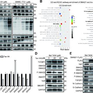 Tanshinone IIA Tan IIA Can Inhibit Liver Cancer Cell Growth And