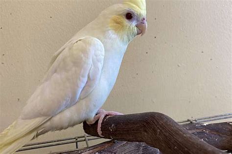 Cockatiel Pastelface Lutino