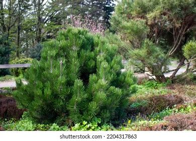 9,961 Dwarf Pine Trees Images, Stock Photos & Vectors | Shutterstock