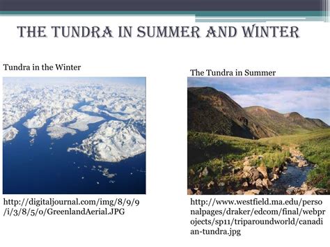 PPT - The Tundra Biome PowerPoint Presentation, free download - ID:2336943