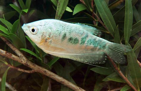 Trichopodus Trichopterus Three Spot Gourami Cabi Compendium