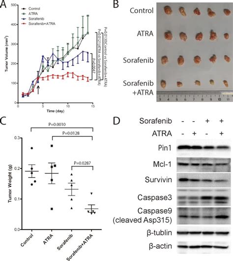 Caspase 9 Cleaved Asp315 Antibody Pa5 17913