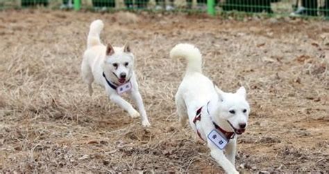 文 반환 풍산개 관리 예산 15억···광주시 논란 일자 취소 네이트 뉴스