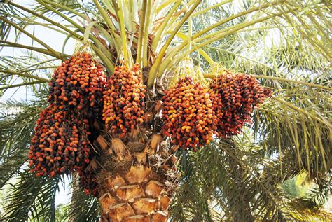 How To Grow And Care For Date Palm Trees At Home 2022 Masterclass