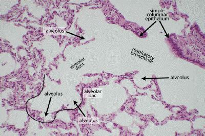 Lung Alveoli Histology