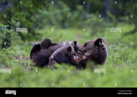 European Brown Bear Ursus Arctos Arctos Mother Nursing Her Cubs