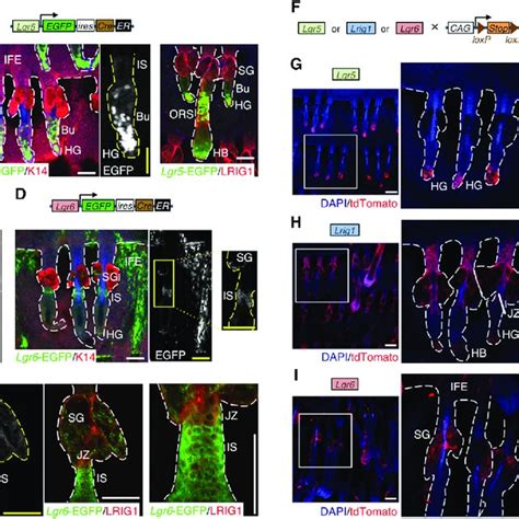 Epidermal Expression And Lineage Tracing Of Lgr Lrig And Lgr