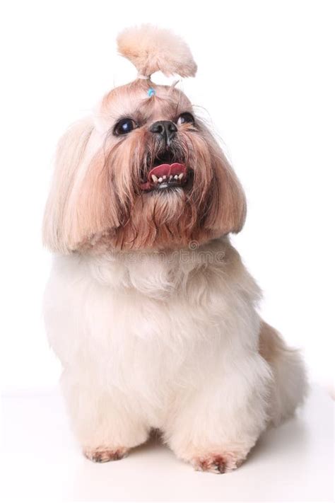 Cute Shih Tzu Dog Sitting In Studio On A White Background Stock Image