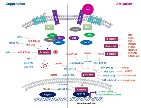 Interplay Between Lncrna Mirna And Wnt Catenin Signaling In Brain