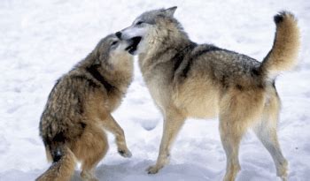 Italian Wolf - Facts, Diet, Size & Habitat Information