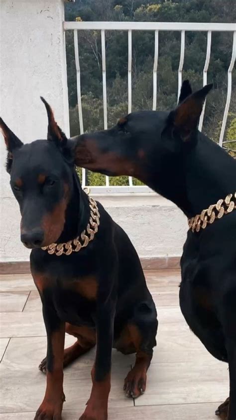 Adorable Doberman Duo