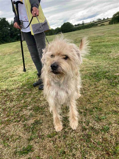 Buddy - 7 year old male Cross-Breed available for adoption
