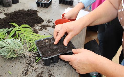 Produção de Plantas Aromáticas e Medicinais