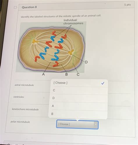 Microtubule Animal Cell